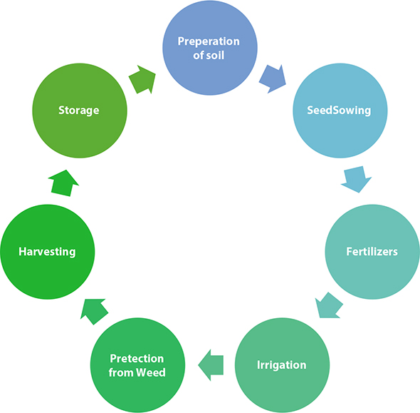Schematic illustration of lifecycle of agriculture. 